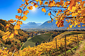 View of St. Valentin Church from vineyards, Merano, Val Venosta, Alto Adige-Sudtirol, Italy, Europe