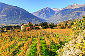 View of Ramez Castle surrounded by vineyards, Ramez Castle, Merano, Val Venosta, Alto Adige-Sudtirol, Italy, Europe
