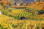 Labers Schloss inmitten der Weinberge, Castel Labers, Meran, Vinschgau, Südtirol, Italien, Europa