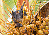 Fruchtfledermaus in der Palme, Dhuni Kolhu, Baa Atoll, Malediven, Indischer Ozean, Asien