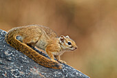Baum-Eichhörnchen (Smith-Busch-Eichhörnchen) (Gelbfusshörnchen) (Paraxerus cepapi), Ruaha Nationalpark, Tansania, Ostafrika, Afrika
