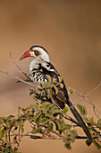 Ruaha Hornbill (Ruaha Rotschnabelhornbill) (Tansania Rotschnabelschnabelschnabel) (Tockus ruahae), Ruaha National Park, Tansania, Ostafrika, Afrika