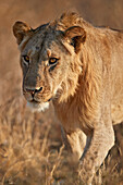 Löwe (Panthera Löwe), Ruaha Nationalpark, Tansania, Ostafrika, Afrika