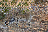 Leopard (Panthera pardus), Ruaha-Nationalpark, Tansania, Ostafrika, Afrika