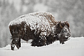 Bison (Bison bison) bull covered with snow in snowfall in the winter, Yellowstone National Park, Wyoming, United States of America, North America