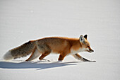 Red Fox (Vulpes vulpes) (Vulpes fulva) running in the snow in winter, Grand Teton National Park, Wyoming, United States of America, North America
