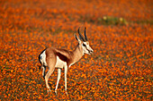 Springbock (Antidorcas Marsupialis) zwischen Orangenwildblumen, Namaqualand Nationalpark, Namakwa, Namaqualand, Südafrika, Afrika
