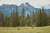 Elch mit Rocky Mountains im Hintergrund, Jasper National Park, UNESCO Weltkulturerbe, Alberta, Kanada, Nordamerika