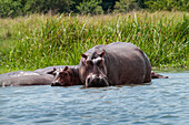 An adult and baby hippo in the shallows near the bank of the River Nile, Uganda, Africa