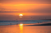 Sonnenaufgang von Bamburgh Beach mit Möwen in Silhouette und Sonnenorange Kugel, Bamburgh, Northumberland, England, Großbritannien, Europa