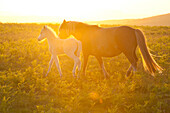 Welsh ponies and foals on the Mynydd Epynt moorland, Powys, Wales, United Kingdom, Europe