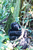 Gorilla, Rushegura Group, (Gorilla gorilla beringei), Bwindi Impenetrable Forest National Park, UNESCO World Heritage Site, Buhoma, Uganda, Africa