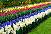 Rows of multi-coloured tulips and hyacinths in bloom, Keukenhof Gardens Exhibit, Lisse, South Holland, The Netherlands, Europe