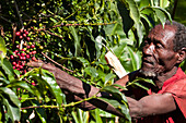 A man picks some red coffee beans from a coffee plant, Ethiopia, Africa