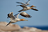 Cape gannet (Morus capensis) in flight, Bird Island, Lambert's Bay, South Africa, Africa