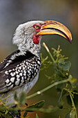 Southern yellow-billed hornbill (Tockus leucomelas), Kruger National Park, South Africa, Africa