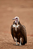 Hooded vulture (Necrosyrtes monachus), Kruger National Park, South Africa, Africa