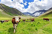 Cows grazing in Malatra Valley, Ferret Valley, Courmayeur, Aosta Valley, Italy, Europe