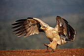 Zwergadler (Aquila rapax), Zimanga-Wildreservat, KwaZulu-Natal, Südafrika, Afrika