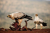 Tawny Adler (Aquila Rapax) auf Karkasse, Zimanga Private Game Reserve, KwaZulu-Natal, Südafrika, Afrika