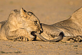 Young lions (Panthera leo) playing, Kgalagadi Transfrontier Park, Northern Cape, South Africa, Africa