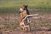 Cheetah (Acinonyx jubatus) with springbok calf kill, Kgalagadi Transfrontier Park, Northern Cape, South Africa, Africa