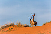 Größere Kudu (Tragelaphus Strepsiceros) auf Dünen, Kgalagadi Transfrontier Park, Northern Cape, Südafrika, Afrika