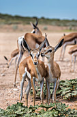 Springbock (Antidorcas marsupialis) jung, Kgalagadi Transfrontier Park, Nordkap, Südafrika, Afrika