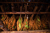 Cuba, Republic of Cuba, Central America, Caribbean Island, Havana district, Tobacco farm in Pinal dal Rio