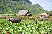 Cuba, Republic of Cuba, Central America, Caribbean Island, Havana district, Tobacco farm in Pinal dal Rio, cow,cows at work, man, man at work