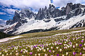 Krokus blüht auf den Wiesen des Funes-Tals, Odle-Dolomiten, Region Südtirol, Trentino-Südtirol, Provinz Bozen, Italien, Europa