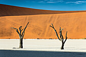 Bäume von Namibia, Namib-Naukluft-Nationalpark, Namibia, Afrika