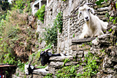 Ziegen suchen Trekker, die durch die Region Annapurna, Nepal, Asien