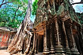 Cambodia, Siem Reap, Ta Prohm temple ruins