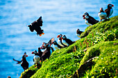 Papageitaucher, Insel Mykines, Färöer, Dänemark