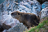 Italien, Umbrien, Perugia, Trasimenischer See, Nutria am Ufer