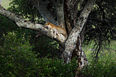 Leopard im Masaimara