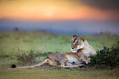 Löwin im Masaimara bei Sonnenuntergang