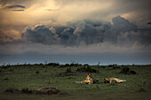 Lioness in the Masaimara at sunset