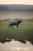 Lake Nakuru, Rift Valley