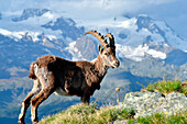 ibex,ayas valley, Aosta Valley, Italy