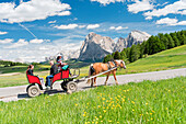 Seiser Alm, Dolomiten, Südtirol, Italien, Haflinger Pferd und Wagen auf der Seiser Alm