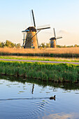 Ente schwimmt im Kanal mit den typischen Windmühlen im Hintergrund Kinderdijk Molenwaard Südholland Niederlande Europa