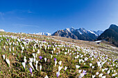 Krokus blüht in Wiesen umrahmt von schneebedeckten Gipfeln Alpe Granda Provinz Sondrio Masino Tal Valtellina Lombardei Italien Europa
