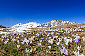 Die schneebedeckten Gipfel umrahmen den blühenden Krokus Alpe Granda Sondrio Provinz Masino Tal Valtellina Lombardei Italien Europa