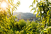 Sonnenaufgang auf dem alten Kloster von Astino umgeben von Apfelplantagen Longuelo, Provinz Bergamo, Lombardei, Italien, Europa