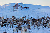Herde von Rentieren, Abisko, Gemeinde Kiruna, Norrbotten, Lappland, Schweden