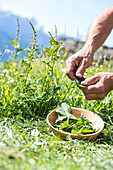 Hände eines Bauern sammeln Pflanzen, San Romerio Alp, Brusio, Kanton Graubünden, Poschiavo Tal, Schweiz