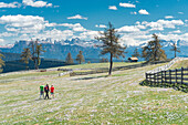 Meltina/Mölten, Bolzano province, South Tyrol, Italy, The crocus blossom at the Giogo di Meltina/Möltner Joch