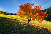 Autumn cherry tree, Funes valley, South Tyrol region, Trentino Alto Adige, Bolzano province, Italy, Europe